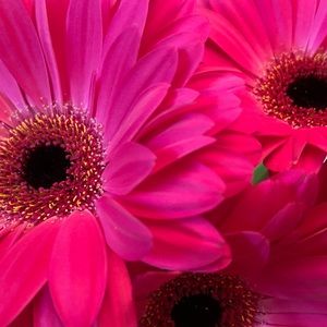 Meet your Posher, Denae